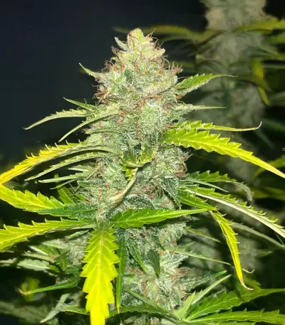 Blue Dream Autoflower feminisierte Samen (Seedkeepers)
