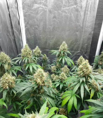 Buddha Haze (Big Buddha Seeds) Cannabis-Samen