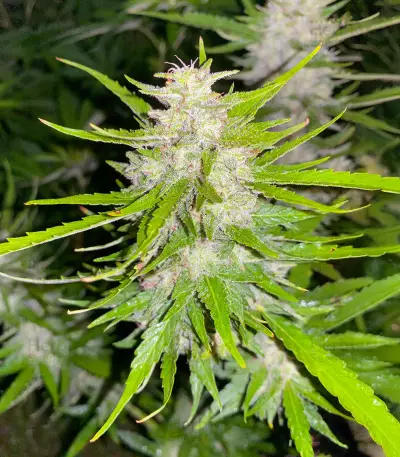 Cosmic Bomb Auto (Bomb Seeds) Cannabis-Samen