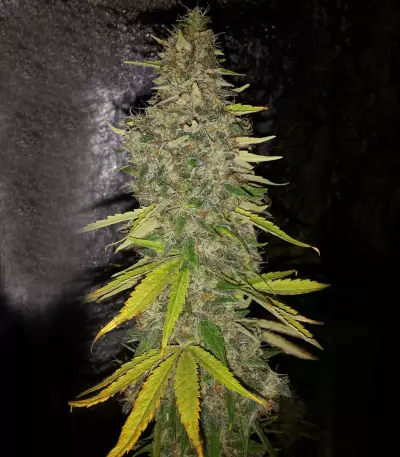 G13 Haze (Barney's Farm) Cannabis-Samen