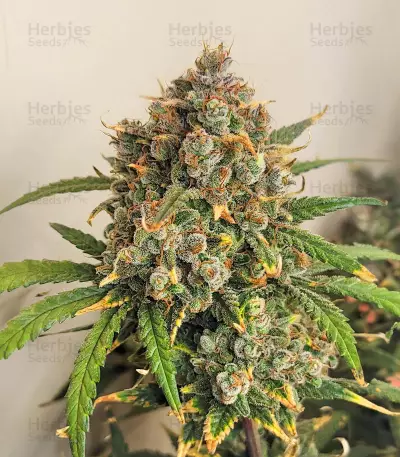 Girl Scout Cookies feminisierte Samen (Barney’s Farm)