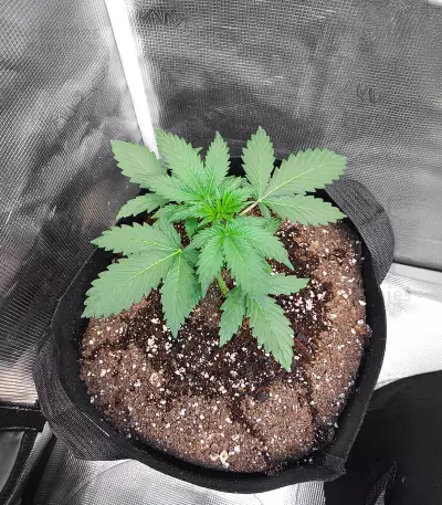 Glueberry (Expert Seeds) Cannabis-Samen