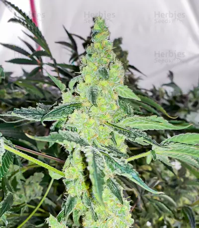Lemon OG feminisierte Samen (AlphaFem Seeds)
