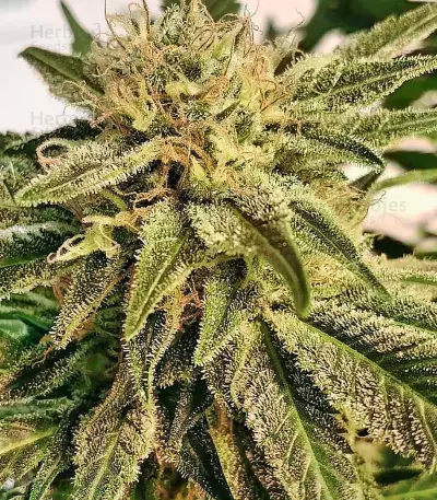 Pakistan Valley Early Harvest Samen feminisiert (World of Seeds)