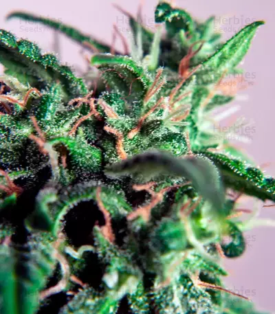 PolarLight #3 Auto (Dutch Passion) Cannabis-Samen