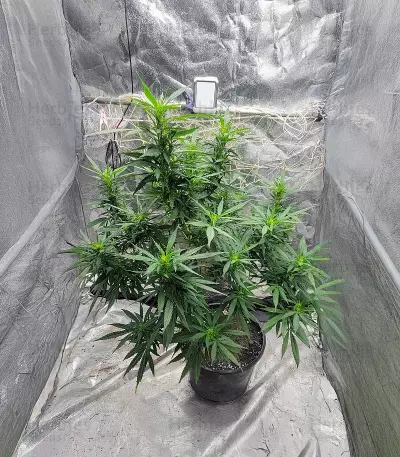 SoCal Masterkush Regular (BC Bud Depot Seeds) Cannabis-Samen