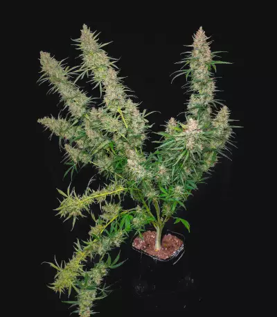 Sour Jealousy Auto feminisierte Samen (Fast Buds)