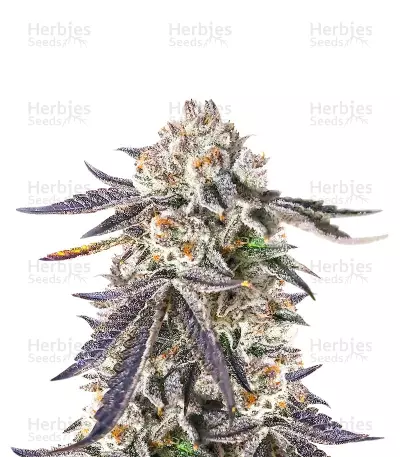 Sour Mac F1 feminisierte Samen (Seedkeepers)