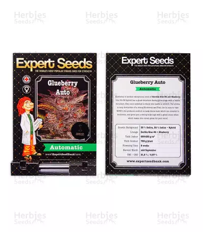 Blueberry Glue Auto (Expert Seeds) Cannabis-Samen