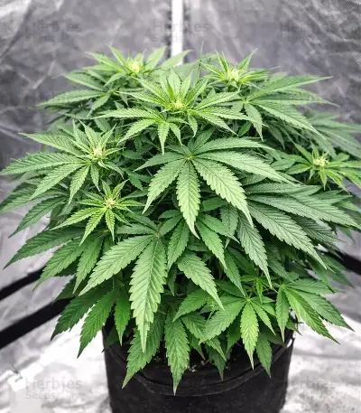 Ceres Kush (Ceres Seeds)
