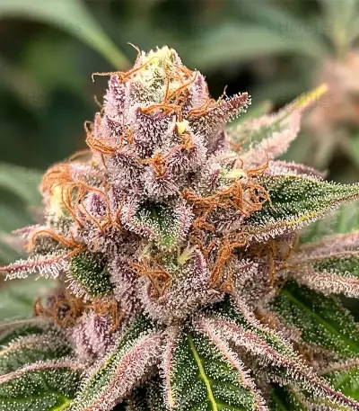 Chemdog Gorilla (Expert Seeds)