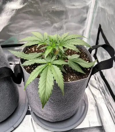 Cookies Gelato (Royal Queen Seeds)