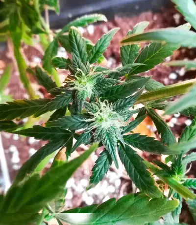 Cristal Limit (K.C. Brains Seeds)