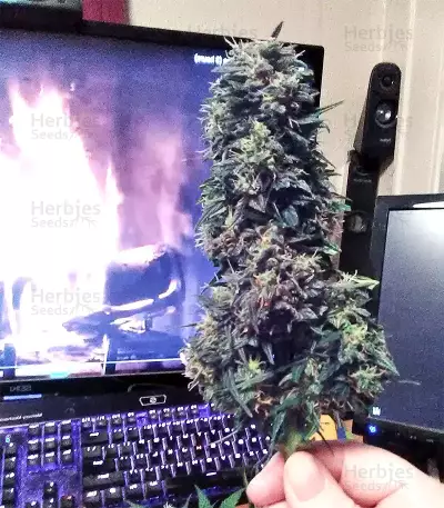 Gorilla Auto (GG#4 Original Glue Auto) (Expert Seeds) Cannabis-Samen