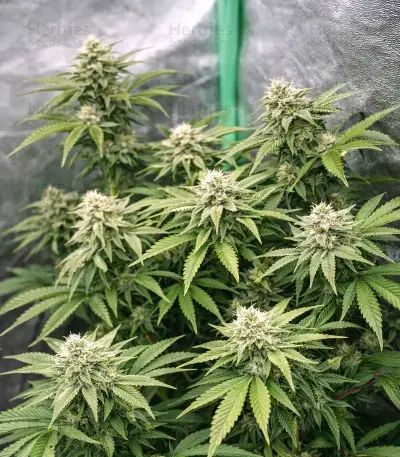 Gorilla Melon feminisierte Samen (Fast Buds)