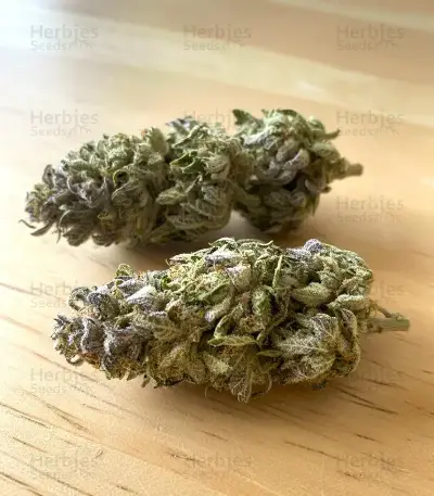 Lemon Mandarin feminisierte Samen (Fast Buds)