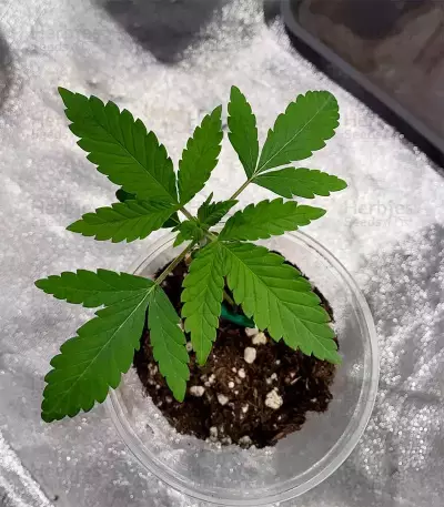 Mimosa (Herbies USA Express)