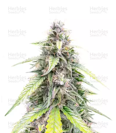 OG Kush Autoflower feminisierte Samen (Humboldt Seed Company)