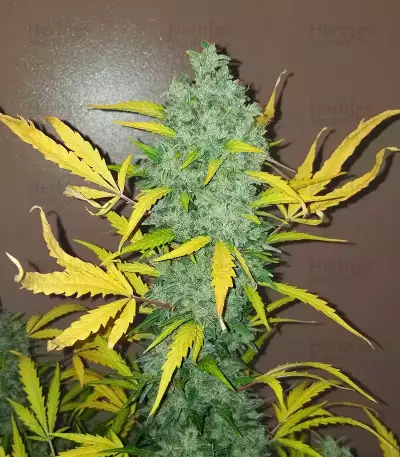 Original Auto Sour Diesel (Fast Buds) Cannabis-Samen