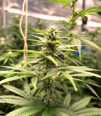 Runtz Triploid (Advanced Seeds)