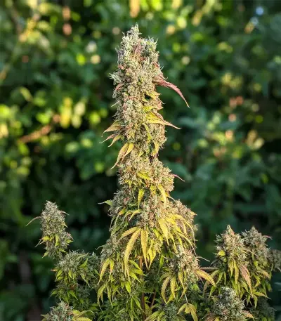 S.T.D (Cream of the Crop Seeds) Cannabis-Samen