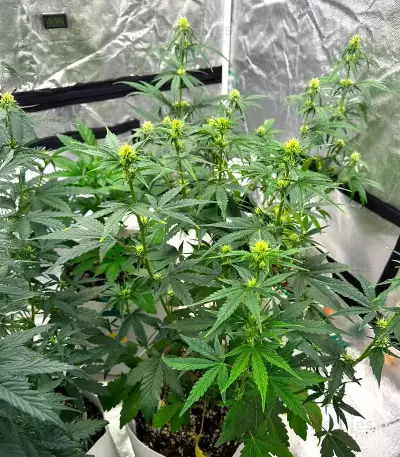 Skystomper 2.0 Auto feminisierte Samen (Mephisto Genetics)