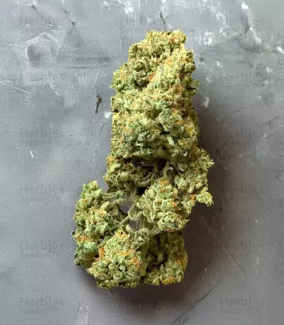 Vanilla Latte Autoflower feminisierte Samen (Humboldt Seed Company)