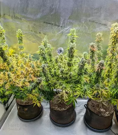 White Gold (Expert Seeds) Cannabis-Samen