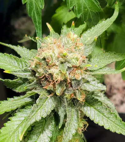 Violet Kush Auto (Garden of Green Seeds) Cannabis-Samen