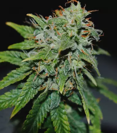 24K Gold (AKA Kosher Tangie) (DNA Genetics) Cannabis-Samen