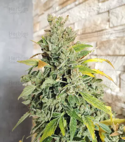 Original Auto Russian (Fast Buds) Cannabis-Samen