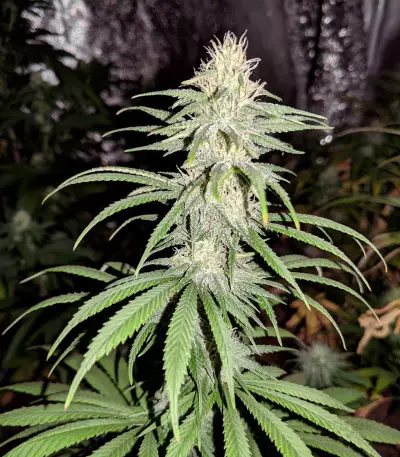 Lemon OG Kush (DNA Genetics) Cannabis-Samen