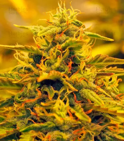 Jack 47 Auto (Sweet Seeds) Cannabis-Samen