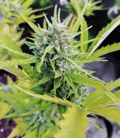 Mexican Airlines Auto (Fast Buds) Cannabis-Samen