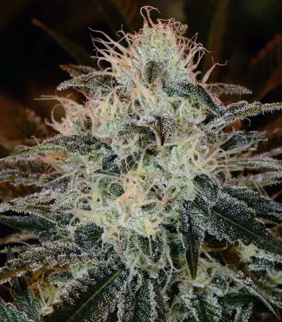 American Stafford (Kera Seeds) Cannabis-Samen
