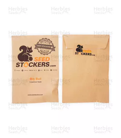 Big Bud Autoflower seeds
