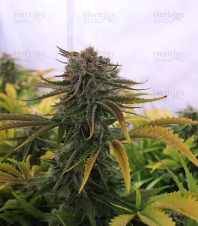 Critical Kush regular (Barney's Farm) Cannabis-Samen