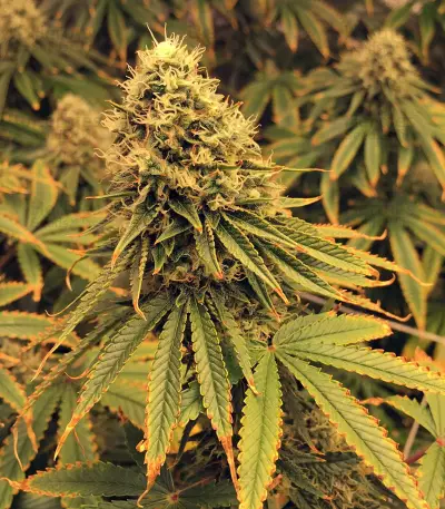 Gorilla Bomb (Bomb Seeds) Cannabis-Samen