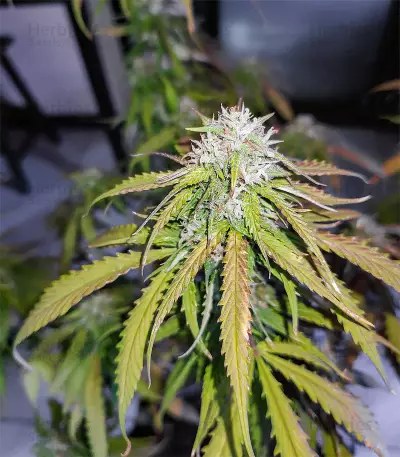 Hindu Kush (Sensi Seeds) Cannabis-Samen
