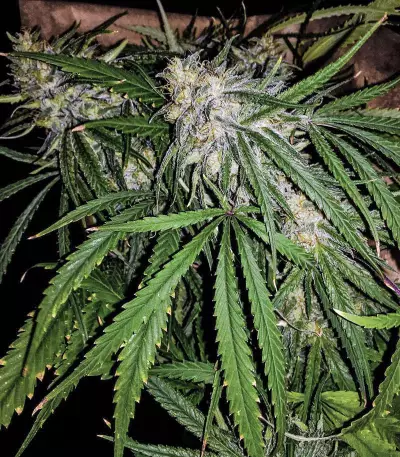 Killer Purps (Bomb Seeds) Cannabis-Samen