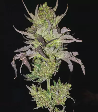 Monster Bruce Banner (Monster Genetics) Cannabis-Samen