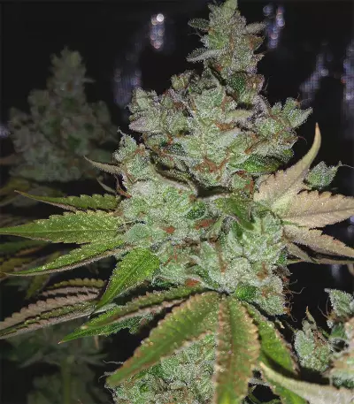 Ocean Grown Cookies (Dinafem Seeds) Cannabis-Samen