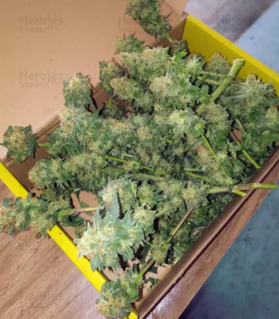 Sherbert Dab (Big Head Seeds) Cannabis-Samen