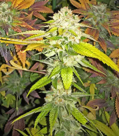 Sherbet (Seedstockers) Cannabis-Samen