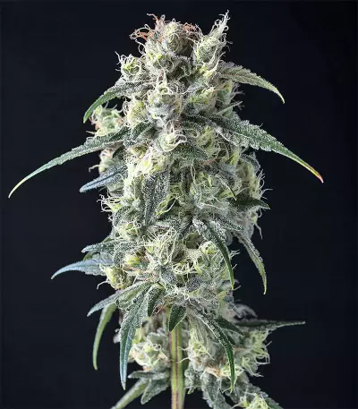 Strawberry Banana (Big Head Seeds) Cannabis-Samen