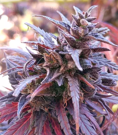 Thai Chi (Ace Seeds) Cannabis-Samen