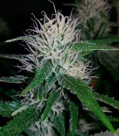 Titan's Haze regular (Flying Dutchmen) Cannabis-Samen
