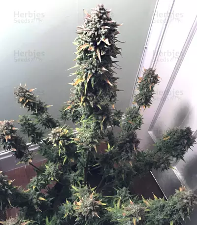 White Crystal Meth Auto cannabis strain
