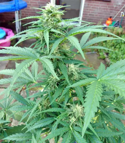 White Widow Auto cannabis strain