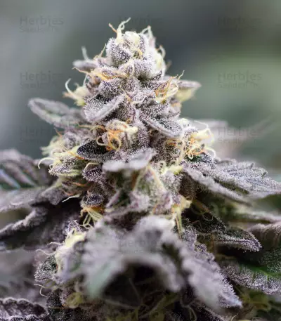 Z (Kera Seeds) Cannabis-Samen